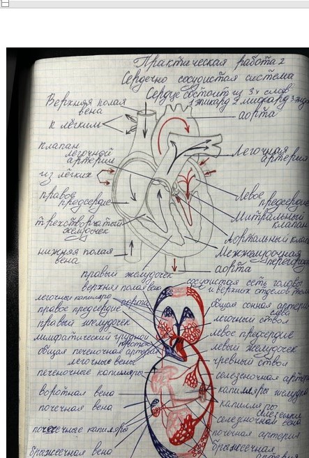 скриншот образец на тему Анатомия и физиология человека Росдистант / Практические задания 1-7